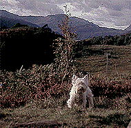 28silverknowes - Family dogs